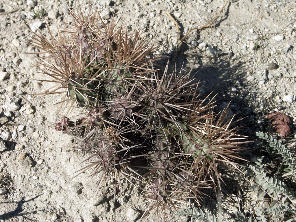 100227_Alchichica 039.jpg - Velmi nepříjemný kaktus, pokud na něj omylem šlápnete. Jeho velmi pevné jehlice dokáží snadno propíchnout i botu. Mají tu vlastnost, že nejdou potom vytáhnout zpět. Popíchání je velmi bolestivé a zanechává několik dnů se hojící ranky.